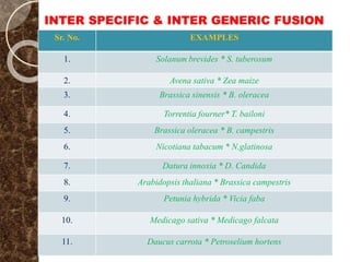 INTER SPECIFIC & INTER GENERIC FUSION
Sr. No. EXAMPLES
1. Solanum brevides * S. tuberosum
2. Avena sativa * Zea maize
3. Brassica sinensis * B. oleracea
4. Torrentia fourner* T. bailoni
5. Brassica oleracea * B. campestris
6. Nicotiana tabacum * N.glatinosa
7. Datura innoxia * D. Candida
8. Arabidopsis thaliana * Brassica campestris
9. Petunia hybrida * Vicia faba
10. Medicago sativa * Medicago falcata
11. Daucus carrota * Petroselium hortens
 