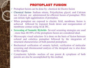 PROTOPLAST FUSION
 Protoplast fusion can be done by- chemical & Electro fusion
 Chemical fusion- Sodium nitrate, Polyethylene glycol, and Calcium
ion. Calcium are administered for efficient fusion of protoplast. PEG
can initiate tight agglutination of protoplast,
 When protoplast are exposed to electric field, membrane fusion is
achieved followed by transient break down and reorganization of
membrane contact using AC& DC,
 Screening of Somatic Hybrids- Several screening strategies are used
; more than 40-50% of the protoplasts fusion are considered ideal.
 Microscopic visual selection- It is done on the basis of fusion between
colored and colorless protoplast followed by the integration of
structural characteristics of both parental protoplasts.
 Bochemical verification of somatic hybrid, verification of molecular
screening and chromosomal analysis of the designed one is also done
in this regard,
 Cytoplasmic hybrids- nucleus of one parent & cytoplasm of both
parents are also be accomplished by this method.
 