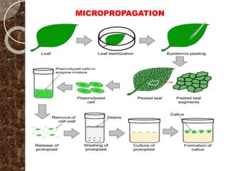 MICROPROPAGATION
 