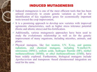 INDUCED MUTAGENESIS
 Induced mutagenesis is one of the most efficient tools that has been
utilized extensively to create genetic variation as well as for
identification of key regulatory genes for economically important
traits toward the crop improvement,
 It is a promising approach to develop new varieties with improved
agronomic characteristics, such as higher stress tolerance potential
(biotic and abiotic stress) and bio-fortification.
 Additionally, various mutagenesis approaches have been used to
study the evolutionary relationship as well as for the genetic
improvement of many organisms, including microbes, animals, and
plants.
 Physical mutagens, like fast neutron, UV, X-ray, and gamma
radiations, and chemical mutagens, including N-methyl-N-
nitrosourea (MNU), sodium azide, hydrogen fluoride (HF), methyl
methanesulfonate (MMS), or ethyl methanesulfonate (EMS), have
been widely explored. Furthermore, biological mutagens include
Agrobacterium and transposon -based chromosomal integration are
used for the same.
 