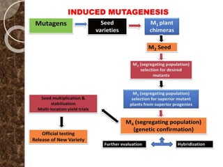 INDUCED MUTAGENESIS
 