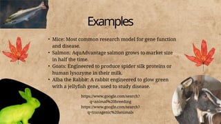 Alba Rabit Genetic engineering and modern world.pptx