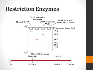 Restriction Enzymes
 