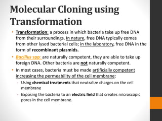 Molecular Cloning using
Transformation
• Transformation: a process in which bacteria take up free DNA
from their surroundings. In nature, free DNA typically comes
from other lysed bacterial cells; in the laboratory, free DNA in the
form of recombinant plasmids.
• Bacillus spp: are naturally competent, they are able to take up
foreign DNA. Other bacteria are not naturally competent.
• In most cases, bacteria must be made artificially competent
increasing the permeability of the cell membrane:
- Using chemical treatments that neutralize charges on the cell
membrane
- Exposing the bacteria to an electric field that creates microscopic
pores in the cell membrane.
 