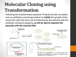 Molecular Cloning using
Transformation
• Following the transformation protocol  bacterial cells are plated
onto an antibiotic-containing medium to inhibit the growth of the
many host cells that were not transformed by the plasmid with the
antibiotic resistance property, so will be able to separate the
plasmids with the inserted DNA
 
