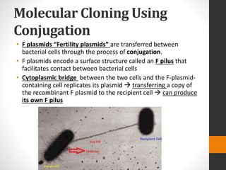 Molecular Cloning Using
Conjugation
• F plasmids “Fertility plasmids” are transferred between
bacterial cells through the process of conjugation.
• F plasmids encode a surface structure called an F pilus that
facilitates contact between bacterial cells
• Cytoplasmic bridge between the two cells and the F-plasmid-
containing cell replicates its plasmid  transferring a copy of
the recombinant F plasmid to the recipient cell  can produce
its own F pilus
 