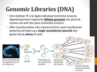 Genomic Libraries (DNA)
• One method  is to ligate individual restriction enzyme-
digested genomic fragments (Whole genome) into plasmid
vectors cut with the same restriction enzyme.
• After transformation into a bacterial host, each transformed
bacterial cell takes up a single recombinant plasmid and
grows into a colony of cells.
 