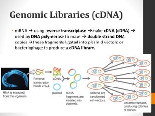 Genomic Libraries (cDNA)
• mRNA  using reverse transcriptase make cDNA (cDNA) 
used by DNA polymerase to make  double strand DNA
copies these fragments ligated into plasmid vectors or
bacteriophage to produce a cDNA library.
 