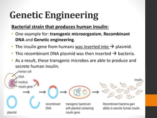 Genetic Engineering
Bacterial strain that produces human insulin:
• One example for: transgenic microorganism, Recombinant
DNA and Genetic engineering.
• The insulin gene from humans was inserted into  plasmid.
• This recombinant DNA plasmid was then inserted  bacteria.
• As a result, these transgenic microbes are able to produce and
secrete human insulin.
 
