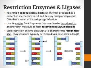 Restriction Enzymes & Ligases
• Restriction endonucleases: bacterial enzymes produced as a
protection mechanism to cut and destroy foreign cytoplasmic
DNA that is result of bacteriophage infection.
• Use for cutting DNA fragments that can then be introduced to
another DNA molecule to form recombinant DNA molecules
• Each restriction enzyme cuts DNA at a characteristic recognition
site : DNA sequence typically between 4 to 6 base pairs in length
 