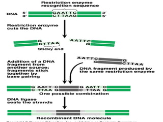Genetic engineering and recombinant DNA technology (1).pptx