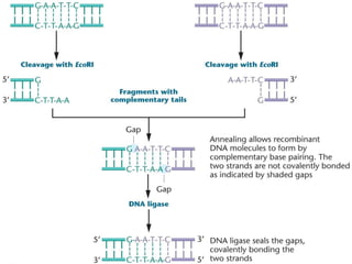 Genetic engineering and recombinant DNA technology (1).pptx