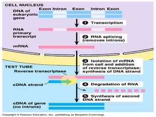 Genetic engineering and recombinant DNA technology (1).pptx
