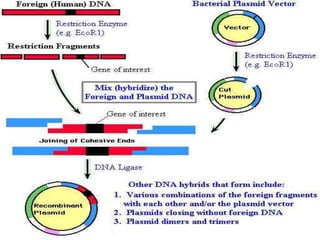 Genetic engineering and recombinant DNA technology (1).pptx