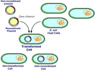 Genetic engineering and recombinant DNA technology (1).pptx