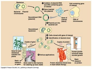 Genetic engineering and recombinant DNA technology (1).pptx