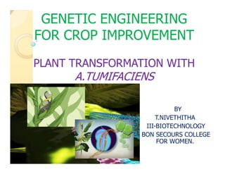 GENETIC ENGINEERINGGENETIC ENGINEERING
FOR CROP IMPROVEMENTFOR CROP IMPROVEMENT
PLANT TRANSFORMATION WITHPLANT TRANSFORMATION WITH
A.TUMIFACIENSA.TUMIFACIENS
BY
T.NIVETHITHA
III-BIOTECHNOLOGY
BON SECOURS COLLEGE
FOR WOMEN.
 