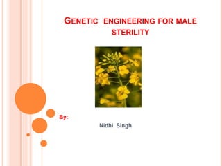 GENETIC ENGINEERING FOR MALE
STERILITY
By:
Nidhi Singh
 