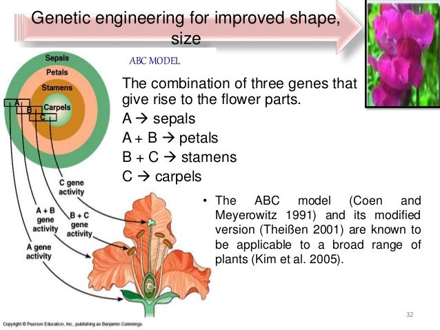 genetic engineering in floriculture is flower size genetic