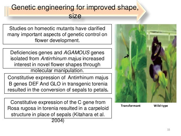 genetic engineering in floriculture is flower size genetic