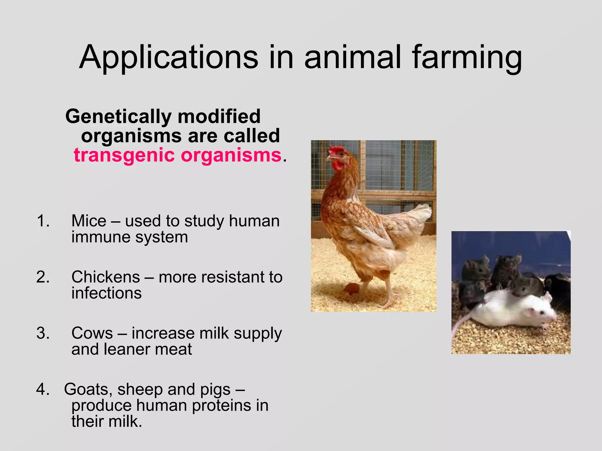 Applications in animal farming
Genetically modified
organisms are called
transgenic organisms.
1.

Mice – used to study human
immune system

2.

Chickens – more resistant to
infections

3.

Cows – increase milk supply
and leaner meat

4. Goats, sheep and pigs –
produce human proteins in
their milk.

 
