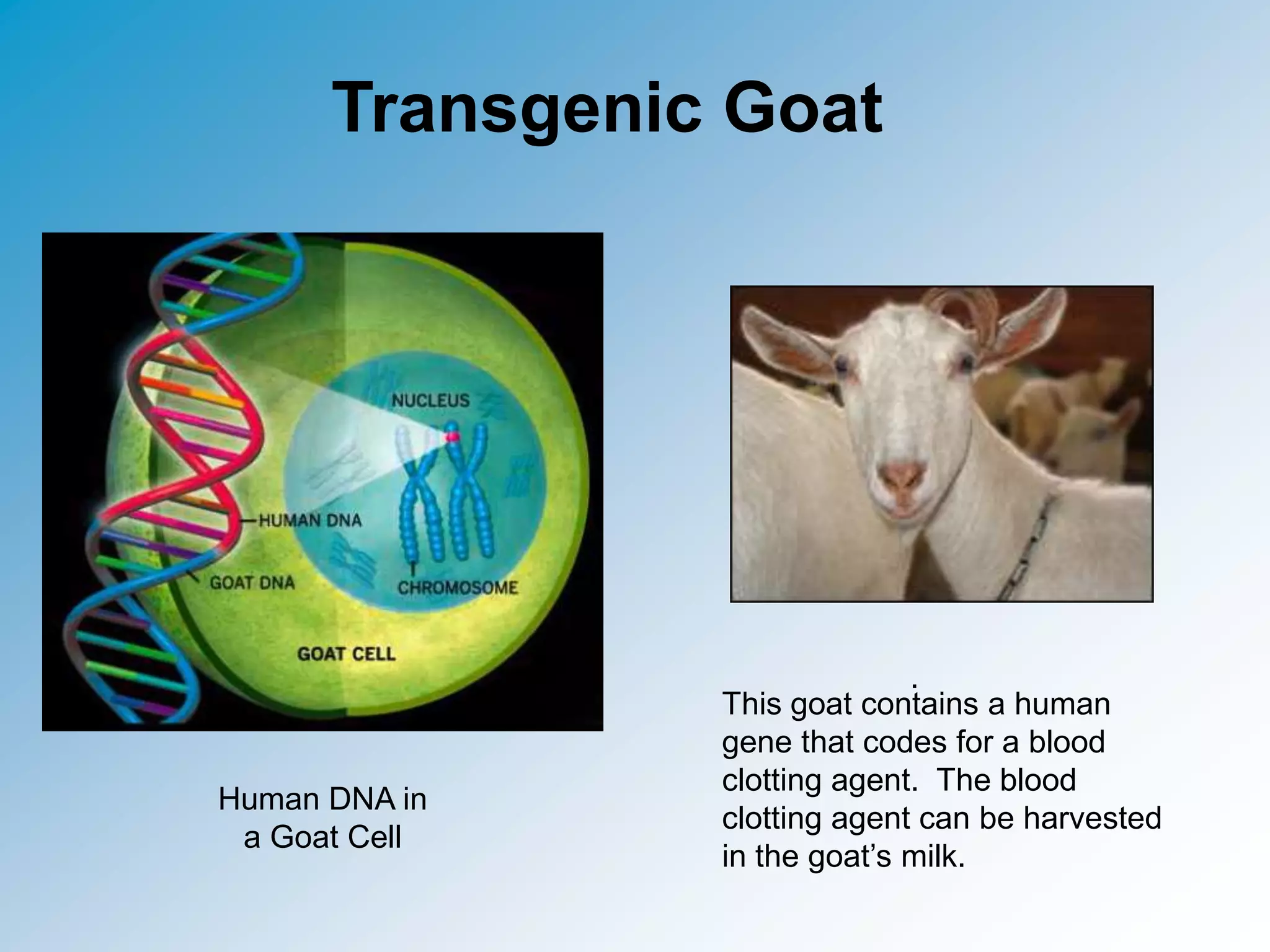 Transgenic Goat

Human DNA in
a Goat Cell

.
This goat contains a human
gene that codes for a blood
clotting agent. The blood
clotting agent can be harvested
in the goat’s milk.

 