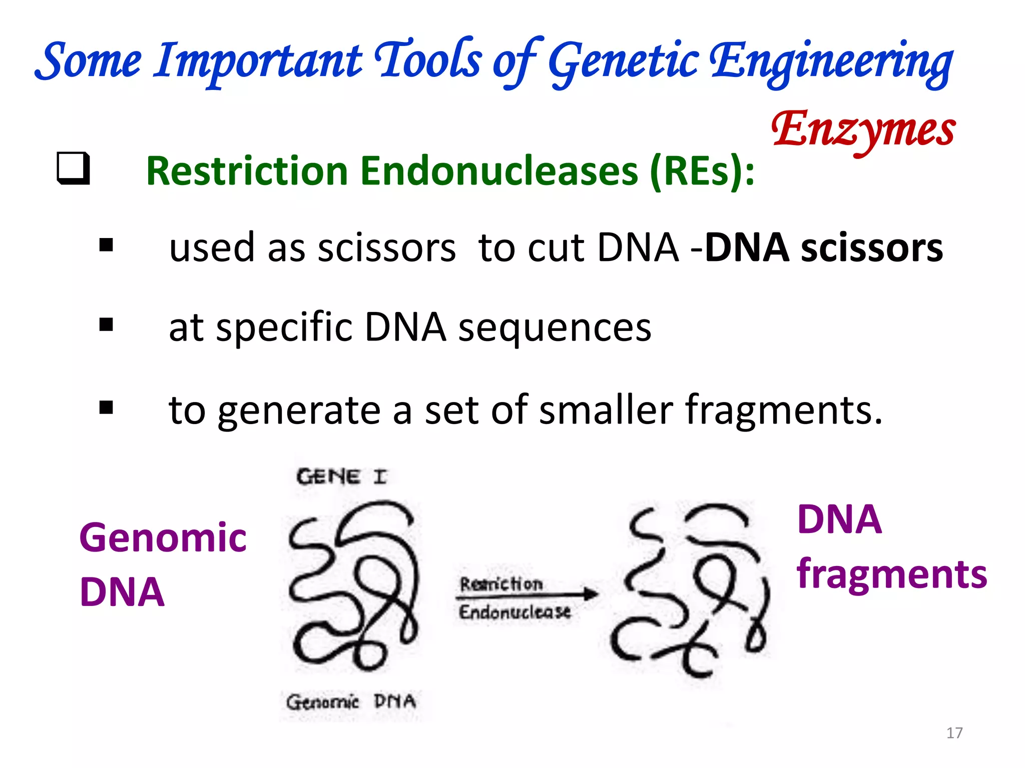 Some Important Tools of Genetic Engineering
Enzymes


Restriction Endonucleases (REs):



used as scissors to cut DNA -DNA scissors



at specific DNA sequences



to generate a set of smaller fragments.

Genomic
DNA

DNA
fragments

17

 