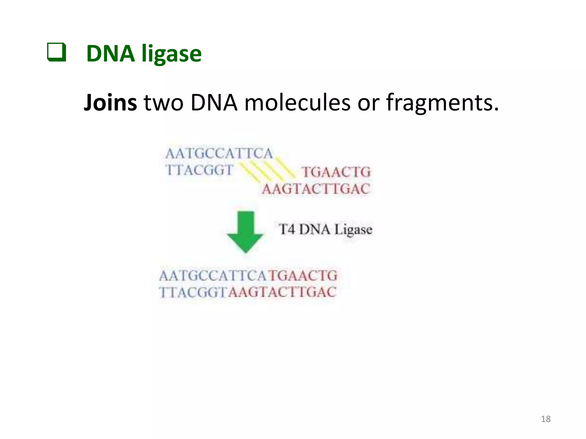  DNA ligase
Joins two DNA molecules or fragments.

18

 
