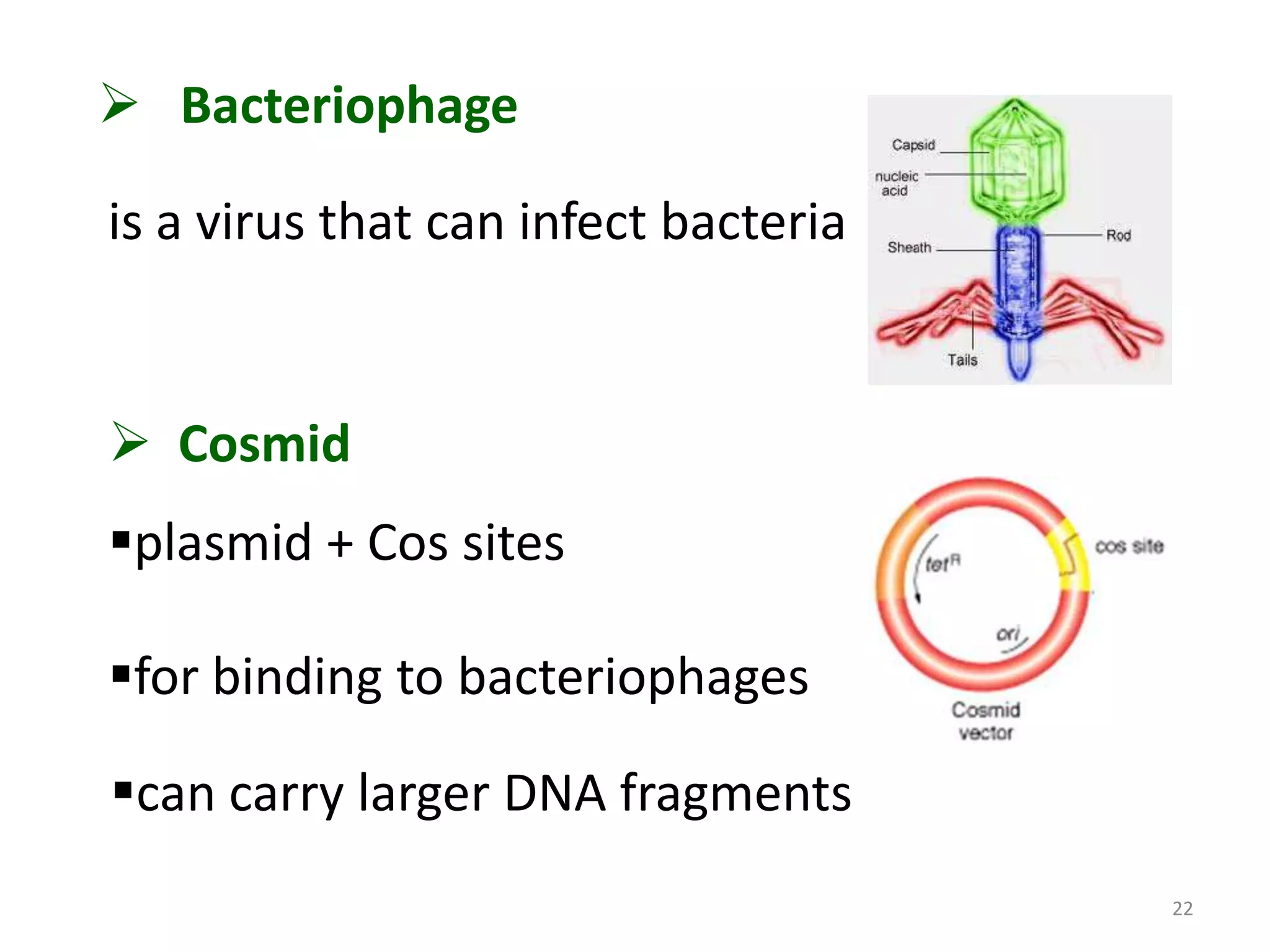  Bacteriophage
is a virus that can infect bacteria

 Cosmid
plasmid + Cos sites
for binding to bacteriophages
can carry larger DNA fragments
22

 