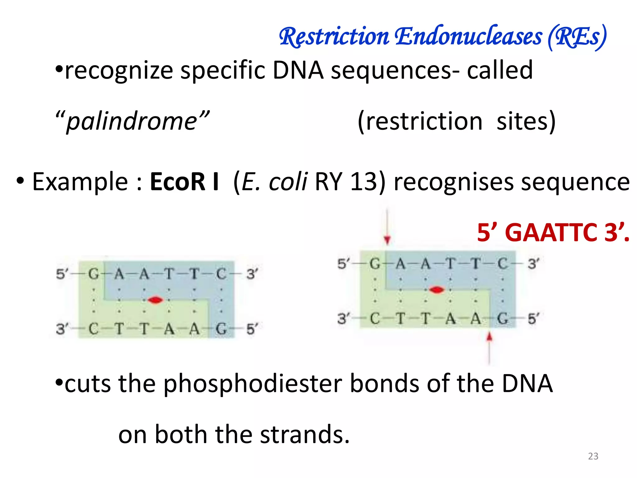 Restriction Endonucleases (REs)
•recognize specific DNA sequences- called
“palindrome”

(restriction sites)

• Example : EcoR I (E. coli RY 13) recognises sequence
5’ GAATTC 3’.

•cuts the phosphodiester bonds of the DNA
on both the strands.
23

 