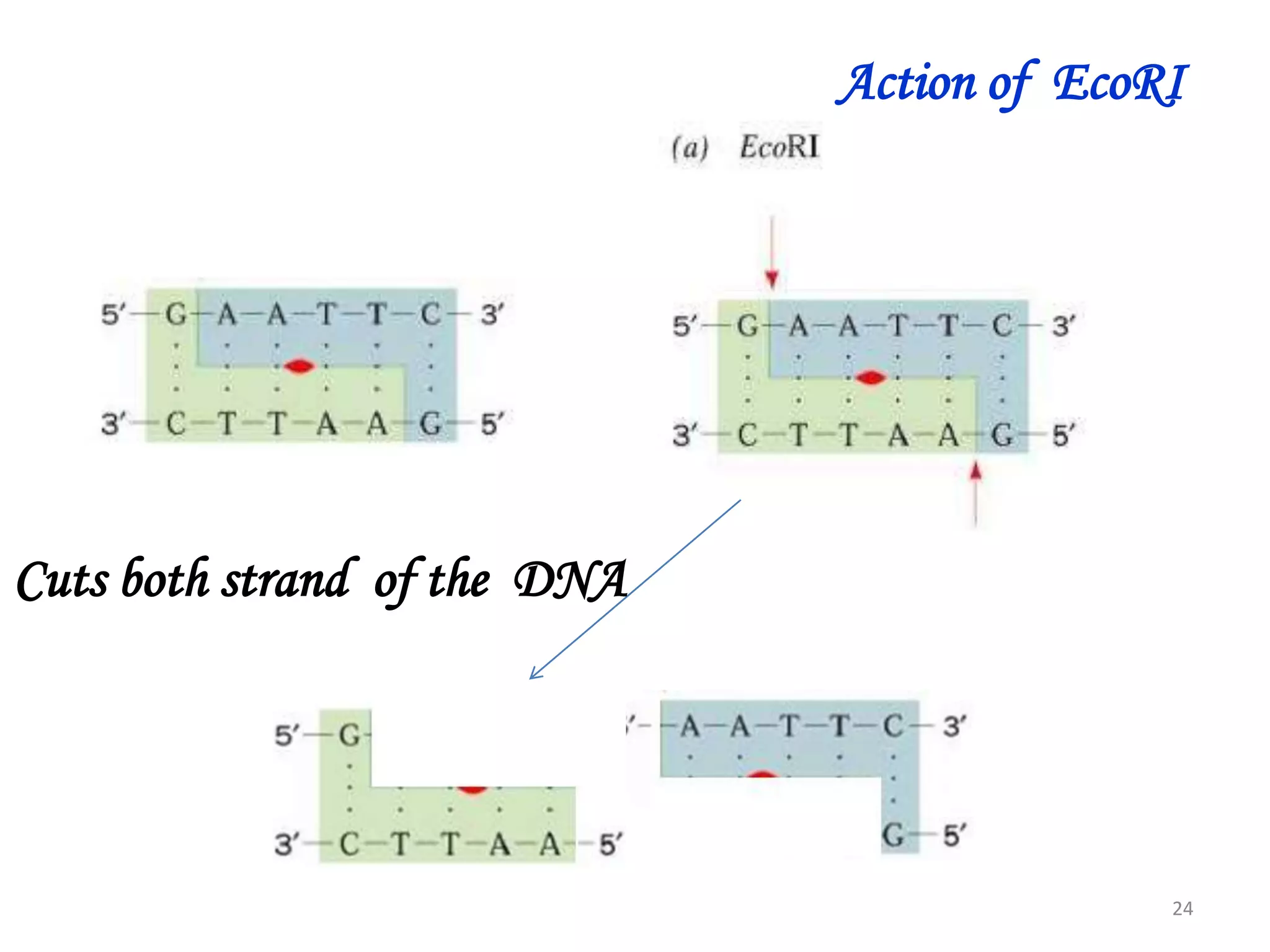 Action of EcoRI

Cuts both strand of the DNA

24

 