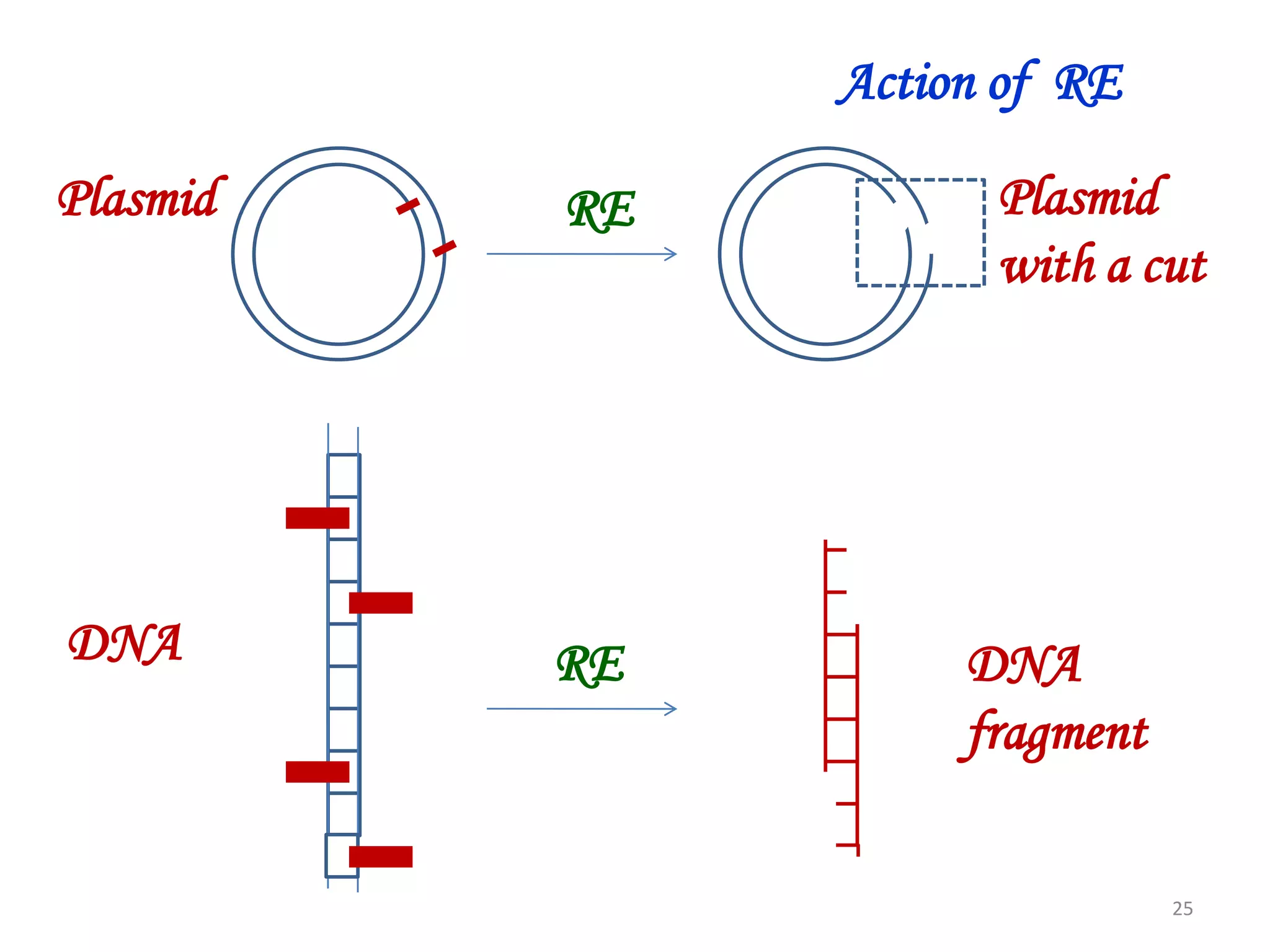 Action of RE
Plasmid

RE

DNA

RE

Plasmid
with a cut

DNA
fragment
25

 