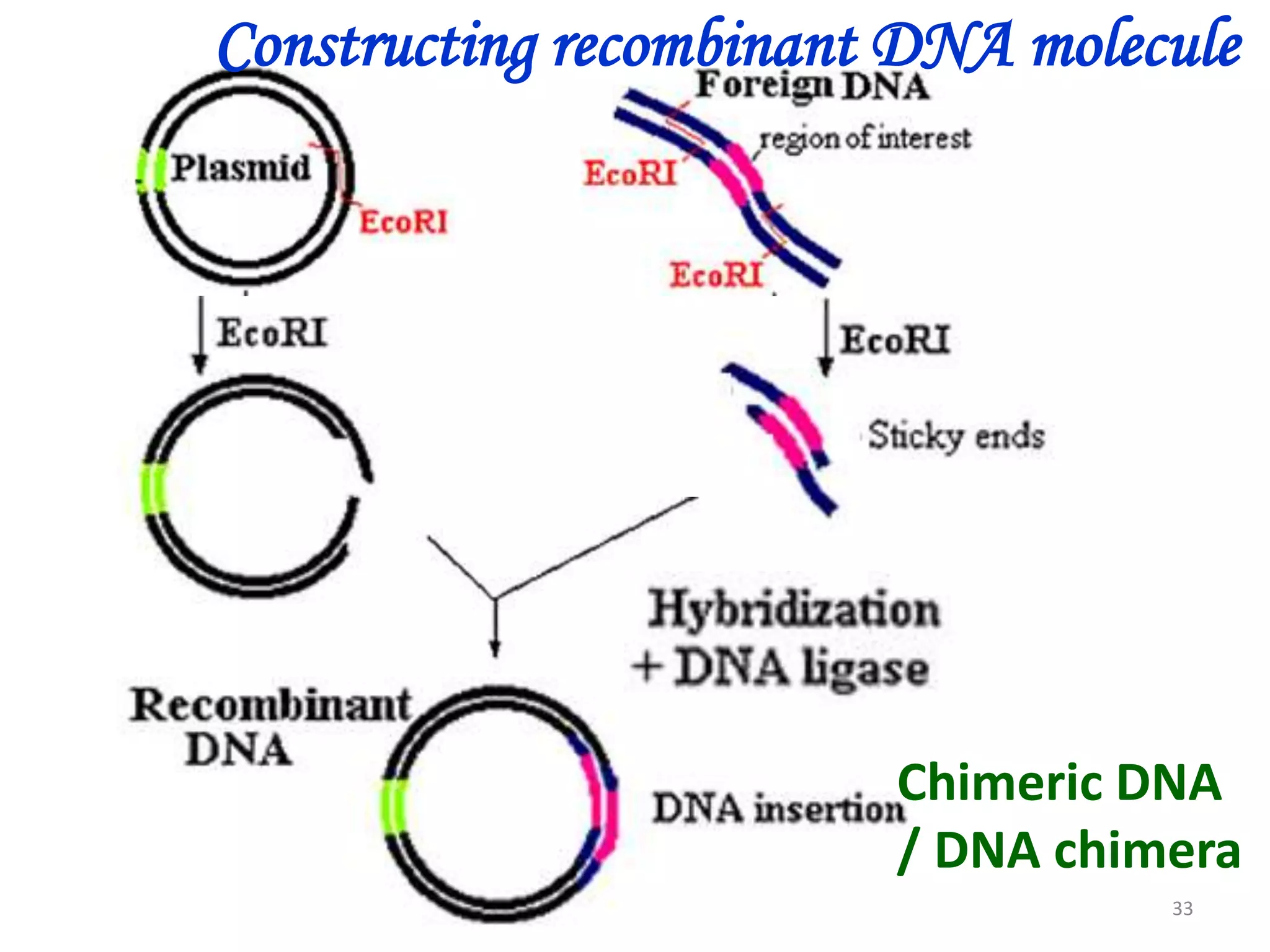 Constructing recombinant DNA molecule

Chimeric DNA
/ DNA chimera
33

 