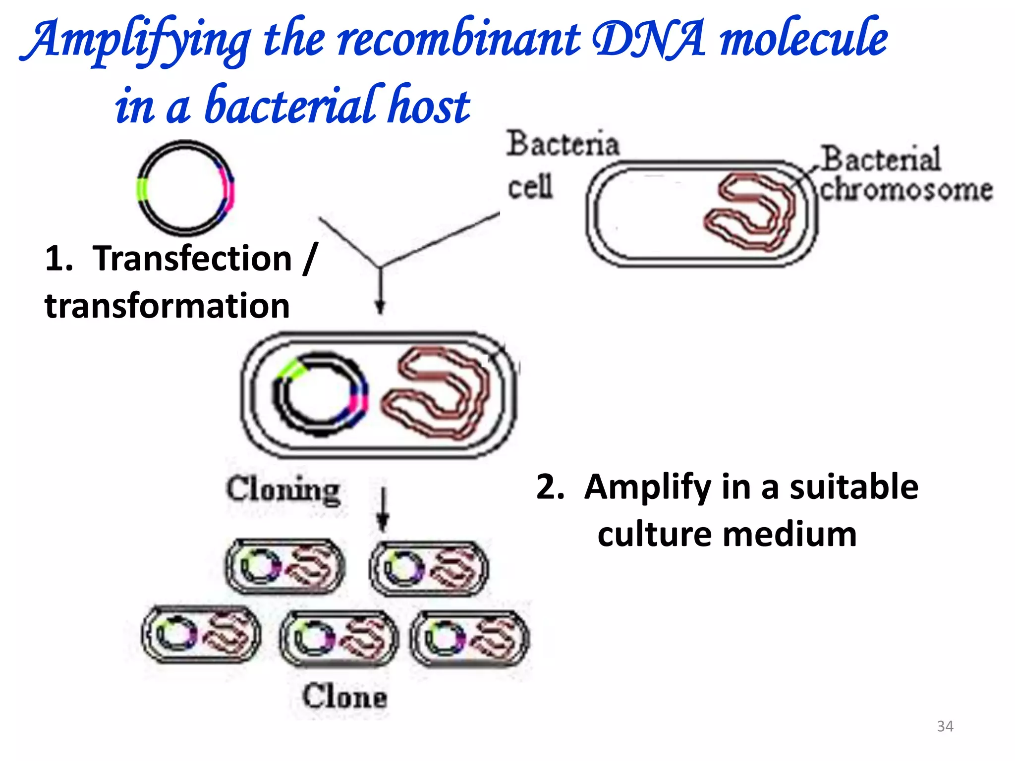 Amplifying the recombinant DNA molecule
in a bacterial host
1. Transfection /
transformation

2. Amplify in a suitable
culture medium

34

 