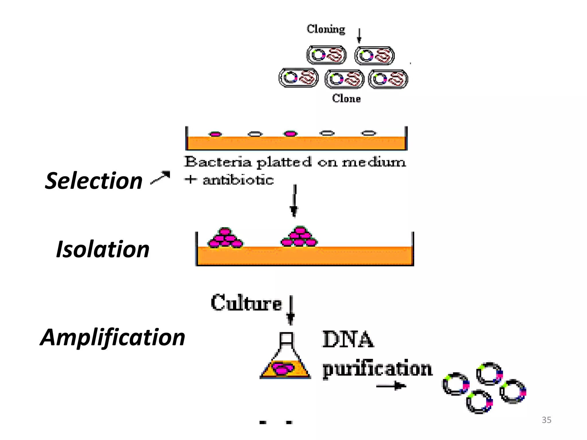 Selection

Isolation
Amplification
35

 