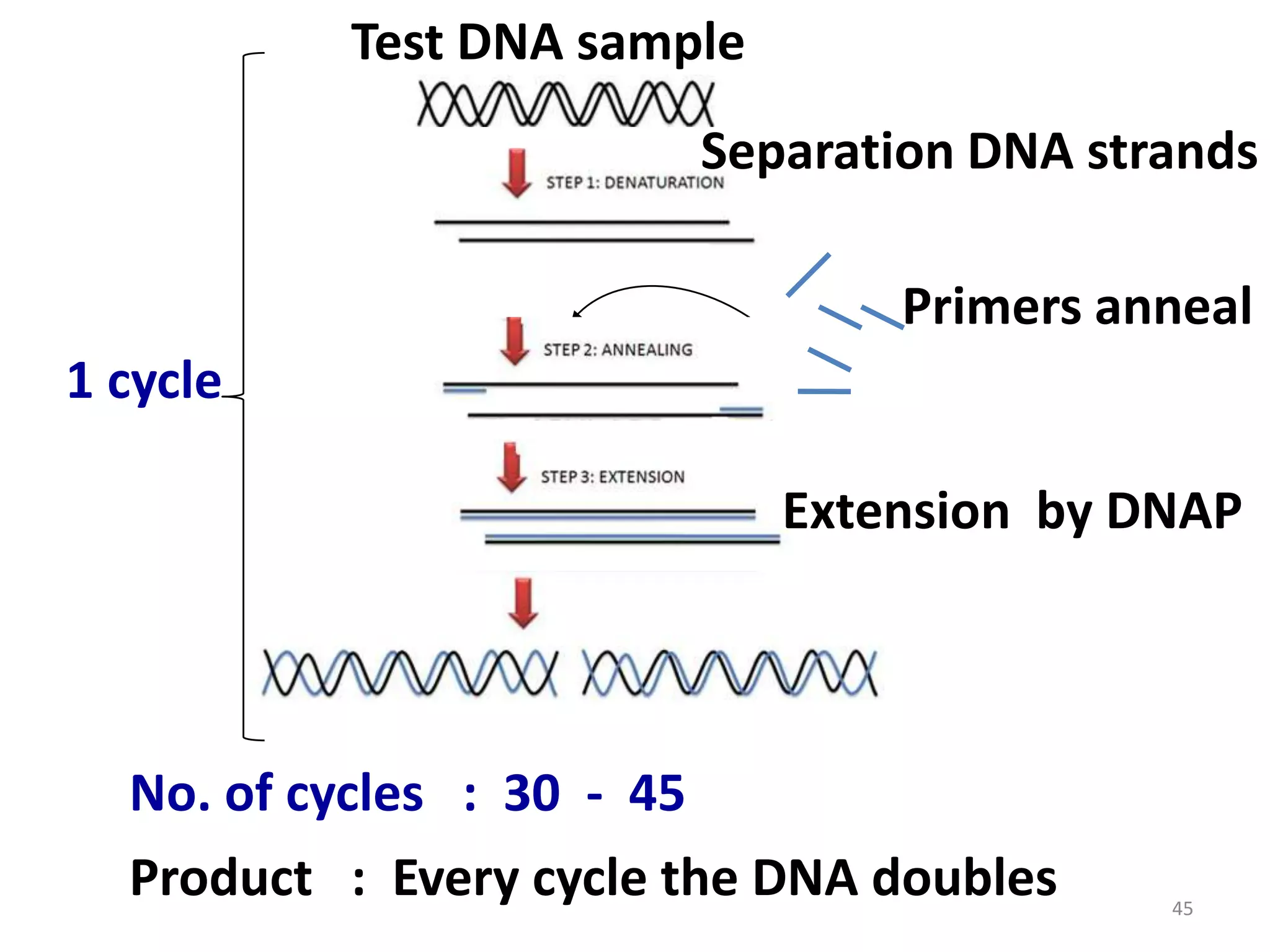 Test DNA sample
Separation DNA strands

Primers anneal
1 cycle
Extension by DNAP

No. of cycles : 30 - 45
Product : Every cycle the DNA doubles

45

 