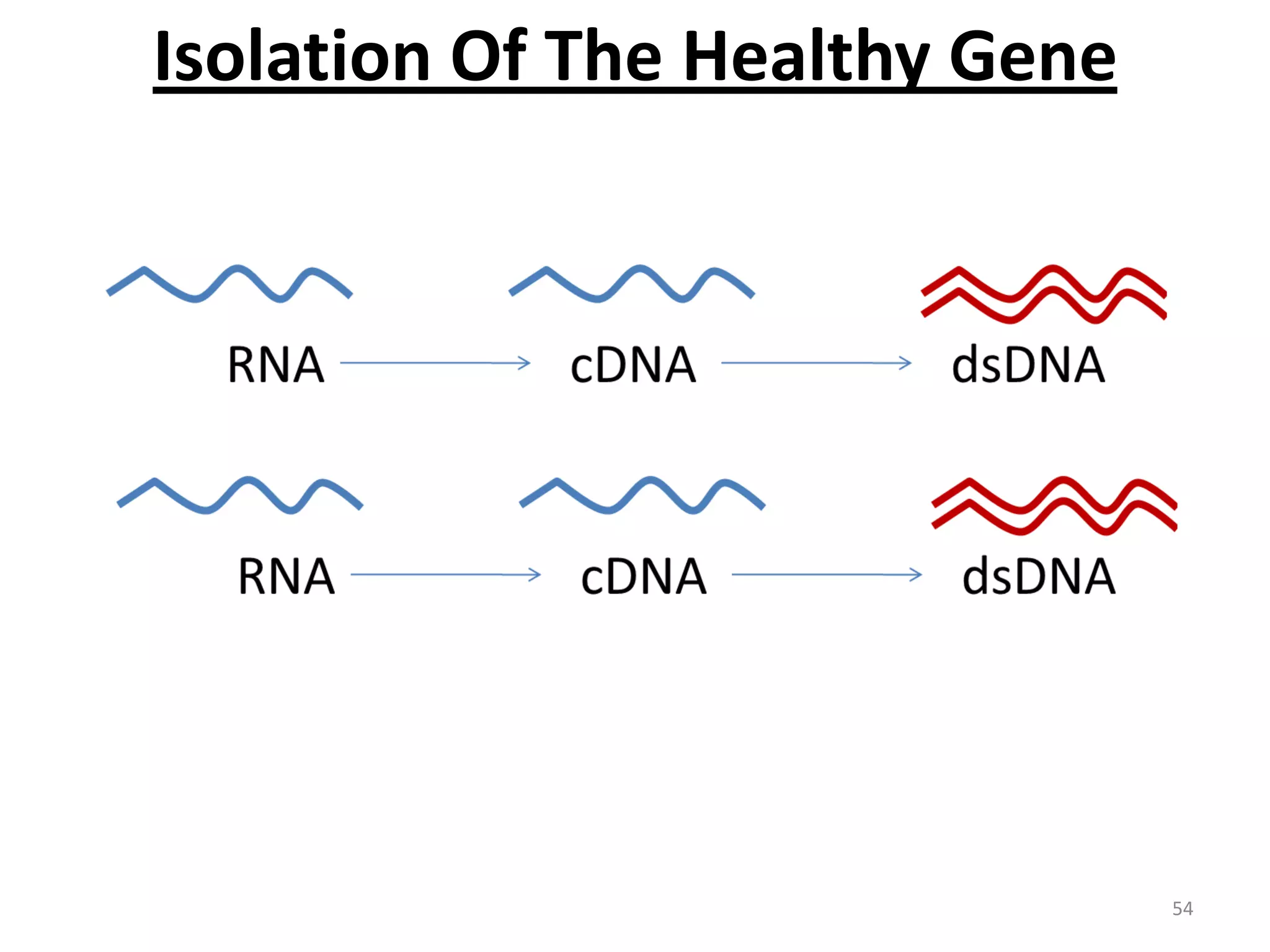 Isolation Of The Healthy Gene

54

 