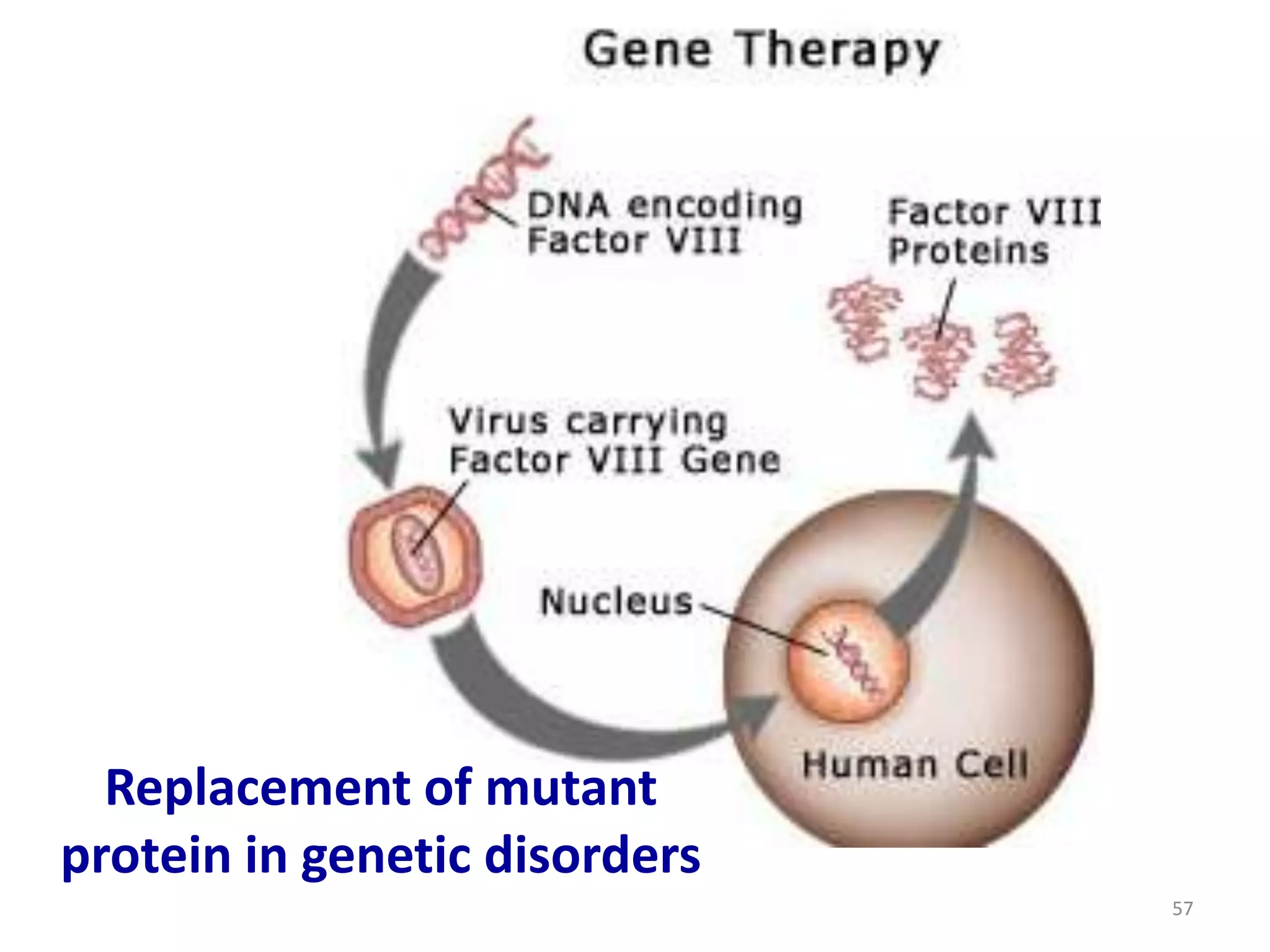 Replacement of mutant
protein in genetic disorders
57

 