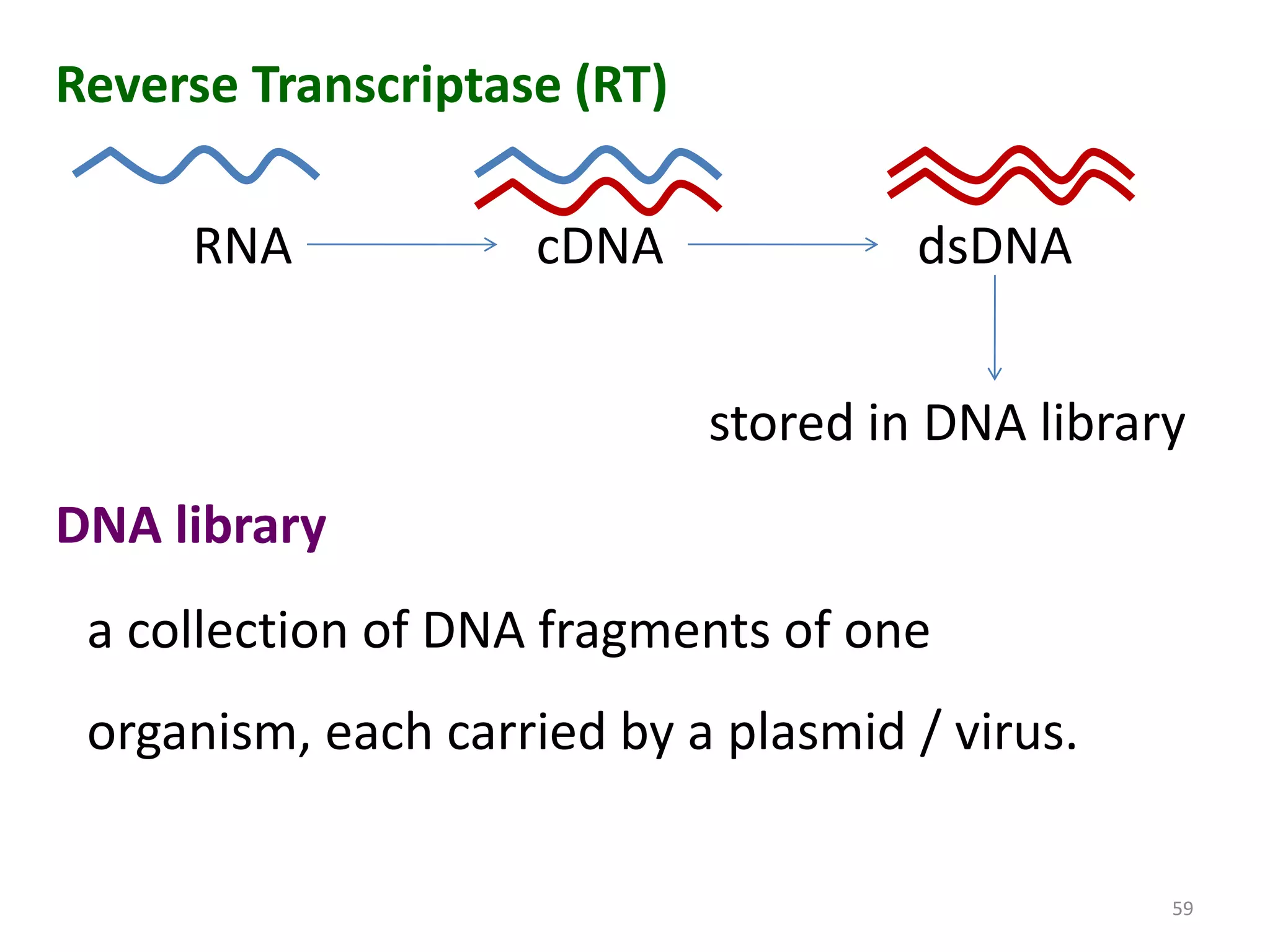 Reverse Transcriptase (RT)
RNA

cDNA

dsDNA
stored in DNA library

DNA library
a collection of DNA fragments of one

organism, each carried by a plasmid / virus.
59

 