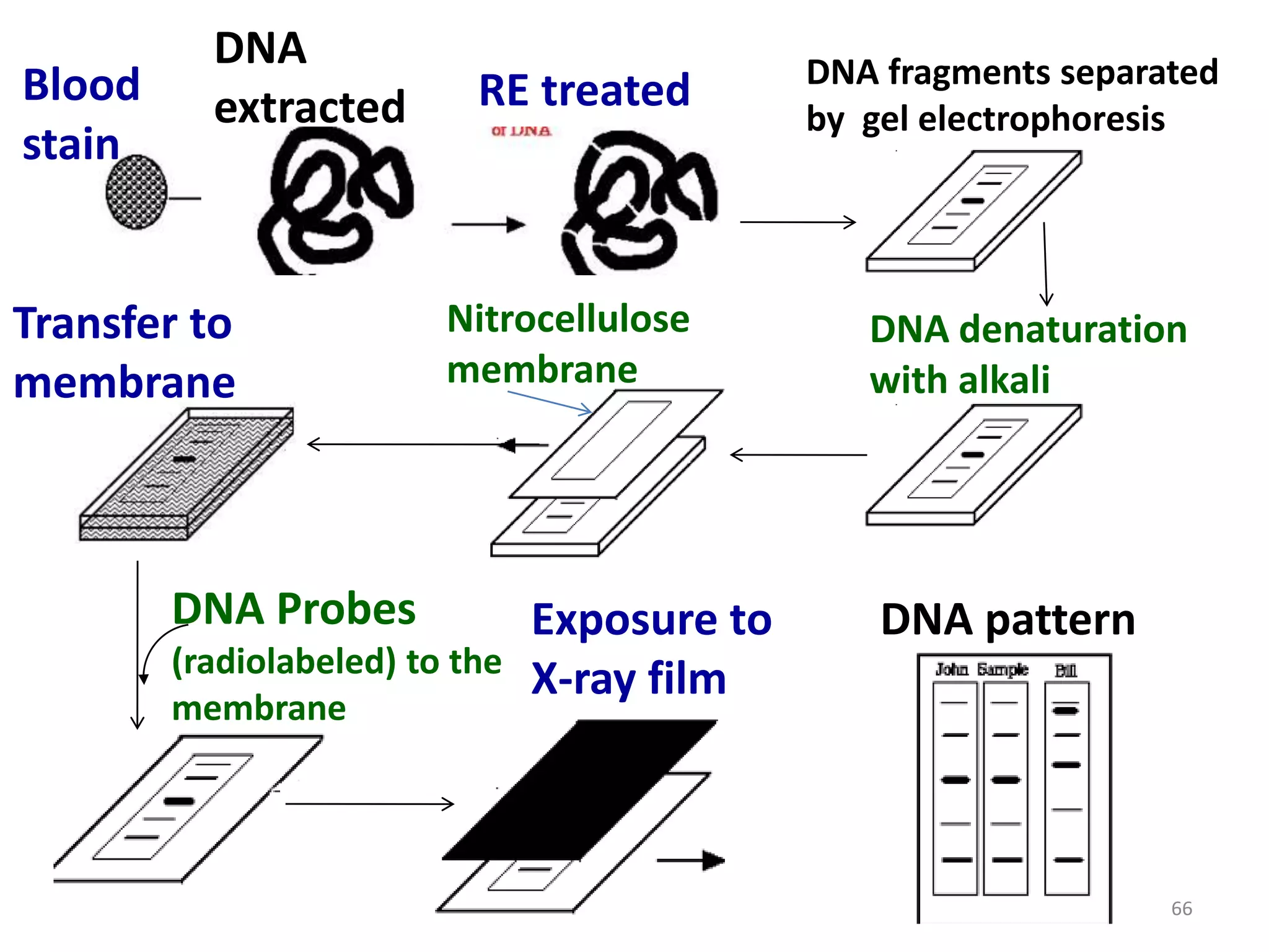 Blood
stain

DNA
extracted

Transfer to
membrane

RE treated

Nitrocellulose
membrane

DNA Probes
(radiolabeled) to the
membrane

Exposure to
X-ray film

DNA fragments separated
by gel electrophoresis

DNA denaturation
with alkali

DNA pattern

66

 