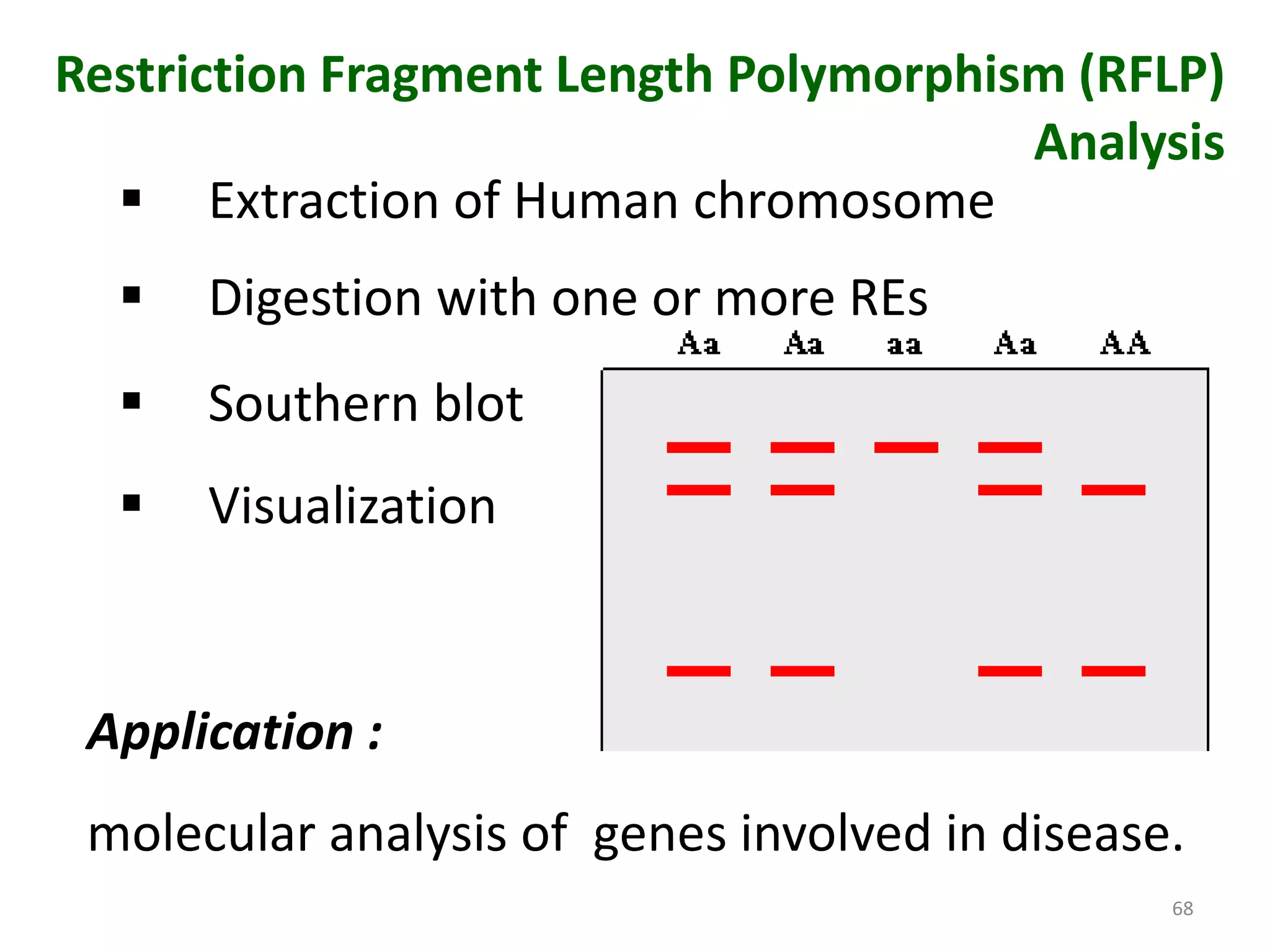 Restriction Fragment Length Polymorphism (RFLP)
Analysis
 Extraction of Human chromosome


Digestion with one or more REs



Southern blot



Visualization

Application :
molecular analysis of genes involved in disease.
68

 
