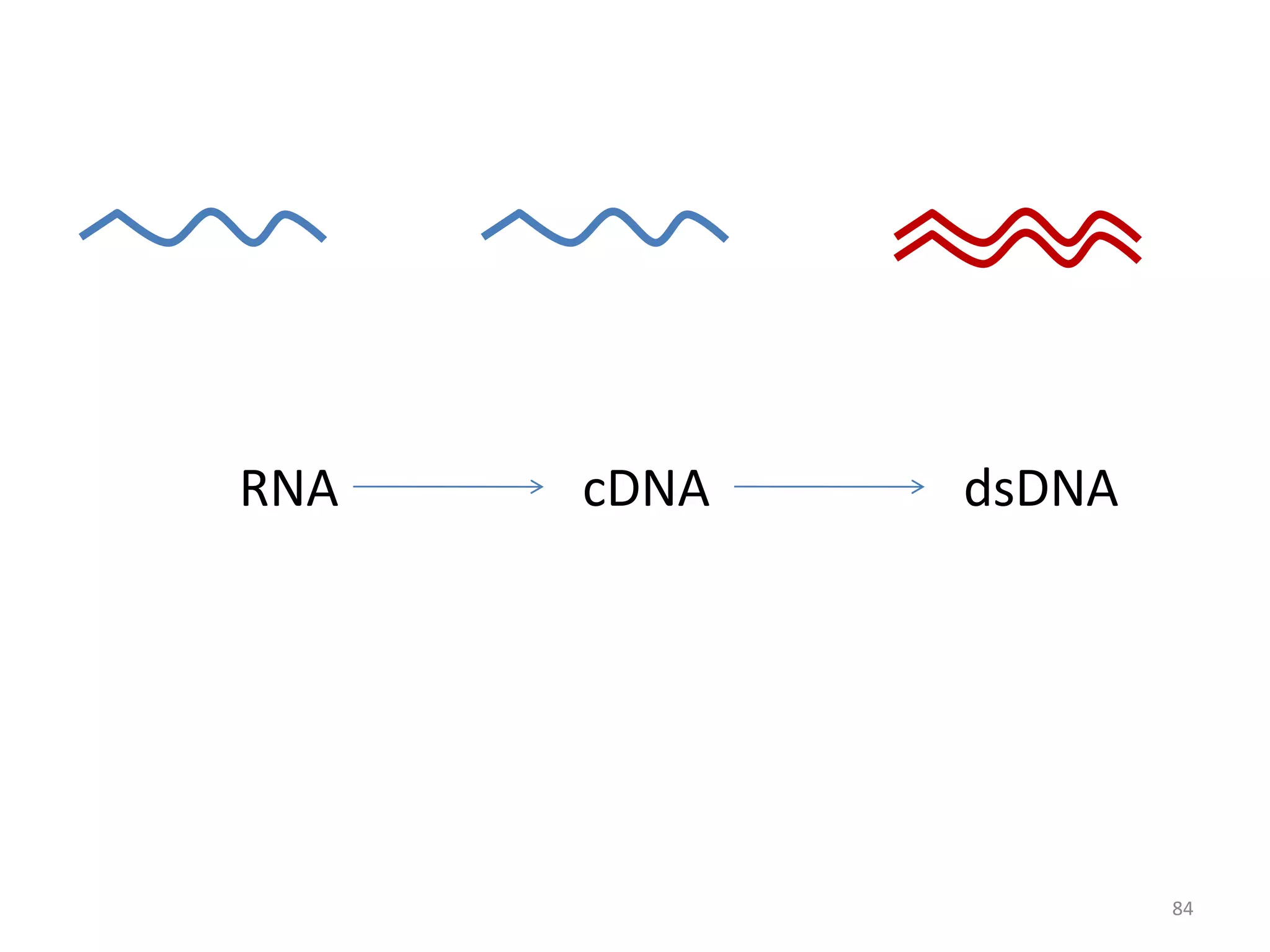 RNA

cDNA

dsDNA

84

 