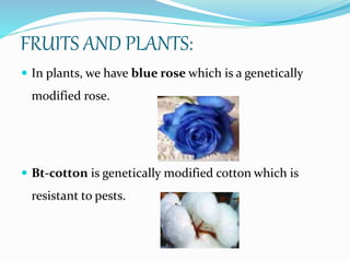 Gmo Roses Genetic engineering | PPTX