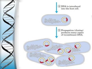 Genetic engineering principle, tools, techniques, types and application ...