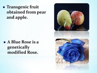 Transgenic fruit
obtained from pear
and apple.
A Blue Rose is a
genetically
modified Rose.
 