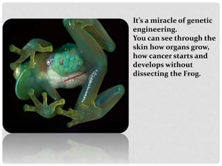 It’s a miracle of genetic
engineering.
You can see through the
skin how organs grow,
how cancer starts and
develops without
dissecting the Frog.
 