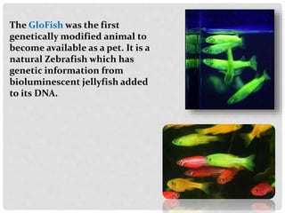 The GloFish was the first
genetically modified animal to
become available as a pet. It is a
natural Zebrafish which has
genetic information from
bioluminescent jellyfish added
to its DNA.
 