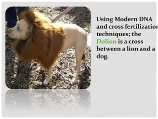 Using Modern DNA
and cross fertilization
techniques; the
Dolion is a cross
between a lion and a
dog.
 