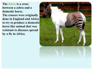The Zorse is a cross
between a zebra and a
domestic horse.
The crosses were originally
done in England and Africa
to try to produce a domestic
horse like animal that was
resistant to diseases spread
by a fly in Africa.
 