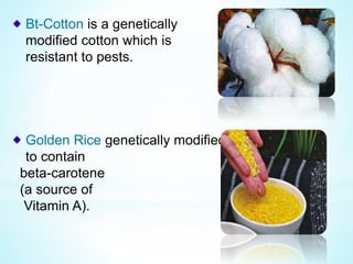 Bt-Cotton is a genetically
modified cotton which is
resistant to pests.
Golden Rice genetically modified
to contain
beta-carotene
(a source of
Vitamin A).
 